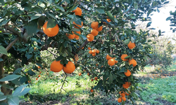 Hatay'da portakal çalarken suçüstü yakalanan 5 şahıs yakalandı