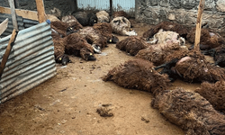 Kars’ta kurt saldırısı: 130 koyun telef oldu