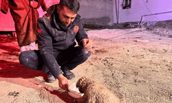 Şanlıurfa'da 20 metrelik sondaj kuyusuna düşen yavru köpek kurtarıldı