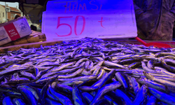 Eskişehir’de hamsi 50 TL’ye düştü, metrelerce kuyruk oluştu