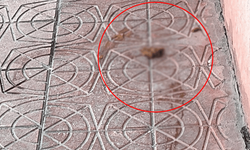 Eskişehir’de tepki çeken görüntü