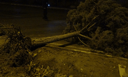 Malatya'da fırtına ağaçları kökünden söktü