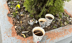 Saksı çöp kutusuna döndü