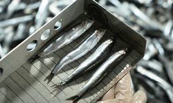 Samsun'da avcılık denetimlerinde ceza yağdı: 2,6 milyon TL’yi aştı