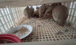 Şırnak'ta 40 adet kanatlı hayvan ele geçirildi