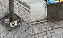 Sokak hayvanları için bırakılan mamalar takdir topladı