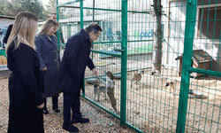 Tepebaşı'nda sahipsiz hayvanlara umut: 47 bin tedavi, 14 bin sahiplendirme