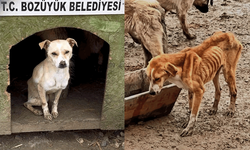 Barınakta aç kalan köpekler birbirini yedi: Valilikten soruşturma