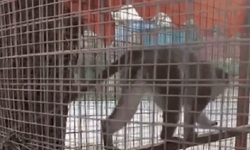 Denizli'de 3 örümcek maymunu ele geçirildi