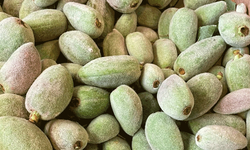 Erikten sonra badem çağlası da tezgahta yerini aldı! İşte fiyatı