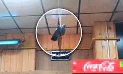 Eskişehir’de beklenmedik misafir lokantayı karıştırdı