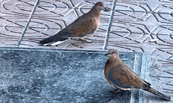 Eskişehir’de çifte kumru baharı müjdeledi