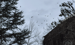 Eskişehir’de ilkbaharın müjdecisi görsel şölen oluşturdu