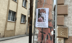 Eskişehir’de kayıp kedi ilanı