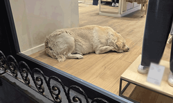 Eskişehir’de mağazada misafir olan patili dost ilgi topladı