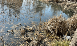 Eskişehir’de sazlık alana atılan çöpler tepki çekti