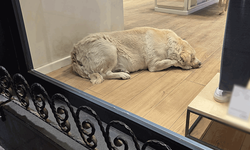 Eskişehir’de soğuk havada can dostlar unutulmadı