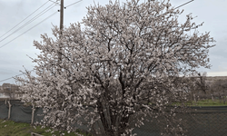 Eskişehir’de yalancı bahar: Ağaçlar erken çiçek açtı