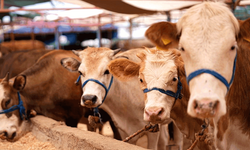 Eskişehir’de yoğunluk başladı: Kurbanlık fiyatları cep yakıyor