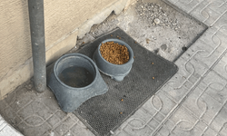 Tepebaşı’nda örnek davranış: Sokak hayvanları unutulmadı