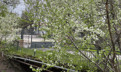 Eskişehir soğuğuna direnen çiçekler Porsuk’u renklendirdi