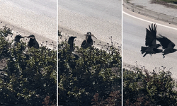 Eskişehir’de kargaların yuva hazırlığı görüntülendi