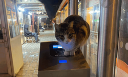 Eskişehir’de kedinin turnike nöbeti görenleri gülümsetti