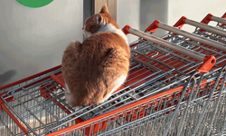 Eskişehir’de market önünde gülümseten an