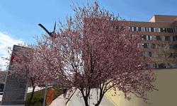 Eskişehir’de pembe çiçekler dikkat çekti