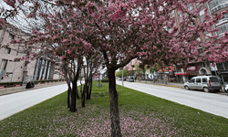 Eskişehir'de soğuk hava çiçek açan dalları vurdu