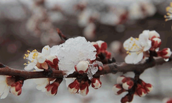 Eskişehir’e Meteoroloji’den zirai don uyarısı