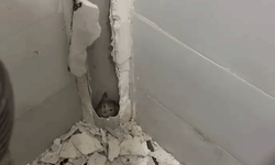 Hatay'da boruda mahsur kalan kedi duvar kırılarak kurtarıldı