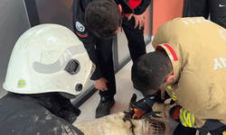 Hatay'da boynuna zincir sıkışan köpeğin imdadına itfaiye yetişti