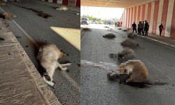 Hatay'da otomobil sürüye daldı, 17 koyun telef oldu