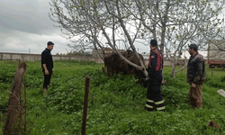 Mardin'de kuyuya düşen ineği itfaiye kurtardı