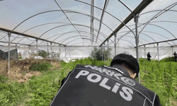 Mersin'de seraya baskın: Binlerce kök Hint keneviri ele geçirildi