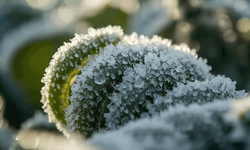 Meteoroloji’den Eskişehir için kar ve zirai don uyarısı