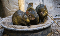 Nesli tehlike altındaki türler Eskişehir’de koruma altında