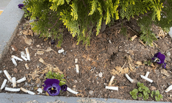 Saksılar çiçek yerine izmarit dolu