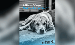 Sivrihisar’dan sokak hayvanları için duyarlılık çağrısı