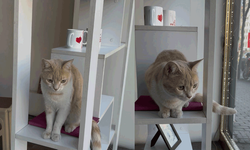 Vitrindeki hareketsizliğiyle herkesi şaşırtıyor: Şanslı’yı biblo sanıyorlar