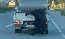 Bolu'da kurbanlığı araçtan sarkıtıp kilometrelerce sürükledi