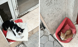 Eskişehir’de kedilerin keyfi gülümsetti