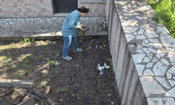 Eskişehir’de şüpheli kedi ölümleri: Belediye mamaları inceleme altına aldı