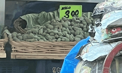Eskişehir’de yazın gözdesi çağlanın kilosu 300 TL