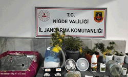 Niğde’de yasadışı kenevir yetiştirenlere operasyon