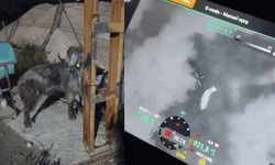 Osmaniye'de kayıp kurbanlık için dron destekli arama