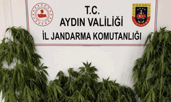Aydın'da ev ve bahçesinde kenevir yetiştiren şüpheli yakalandı