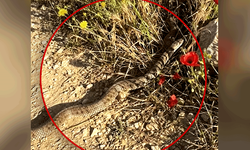 Bilecik'te görülen yılan tedirgin etti