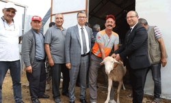 Büyükşehir ve Seyitgazi’den üreticilere damızlık koç desteği